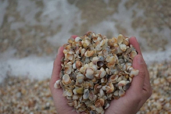 انواع صدف خوراکی ساحلی