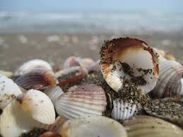 انواع صدف خوراکی ساحلی