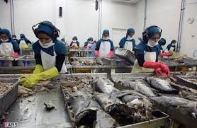 تولید کننده کنسرو تن ماهی